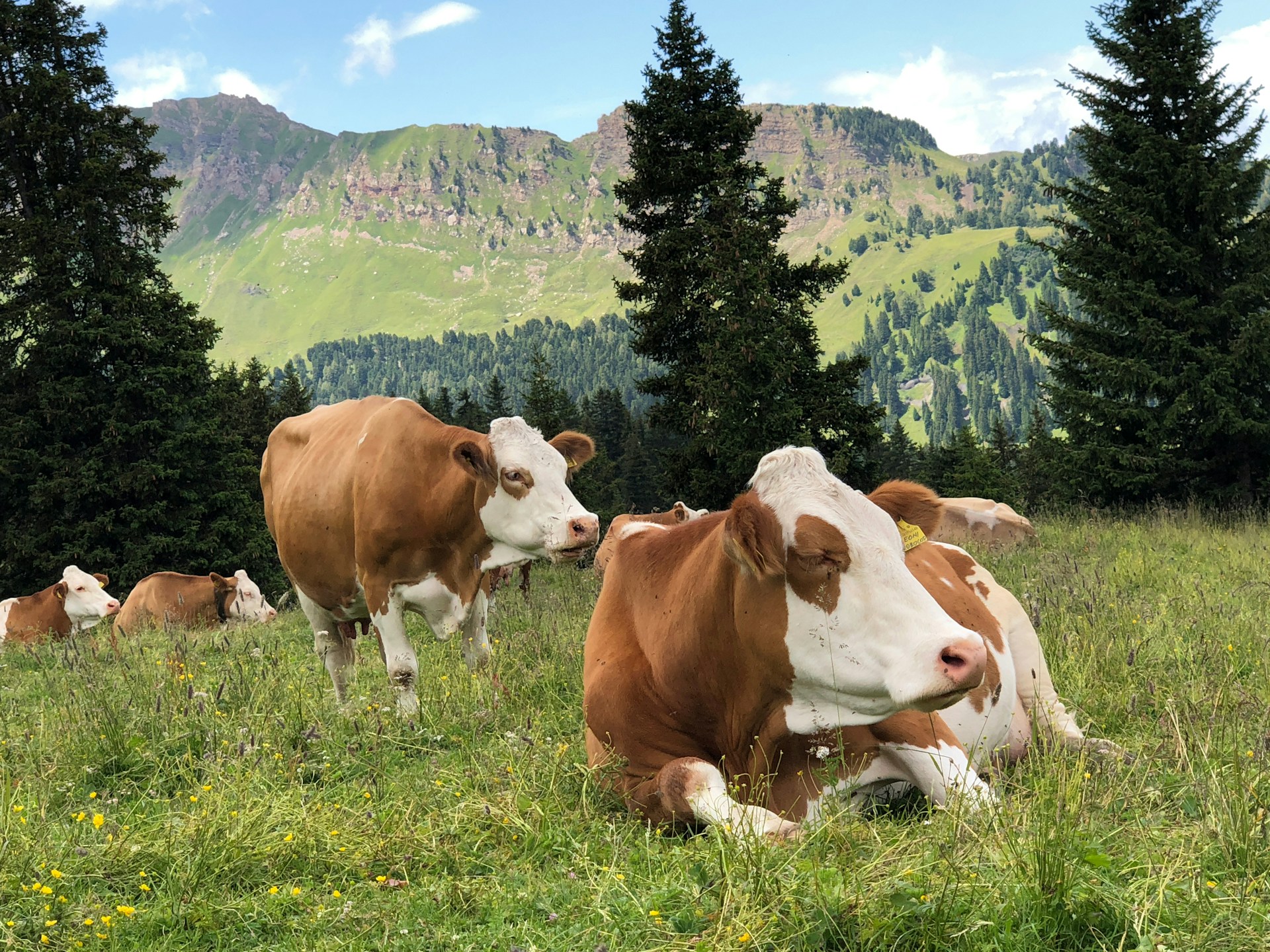 Alps - Cows