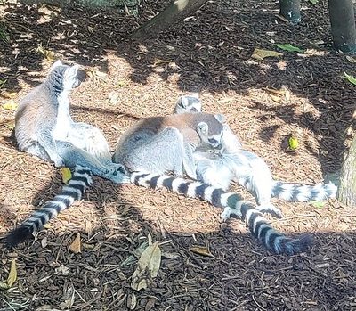 Auckland Zoo