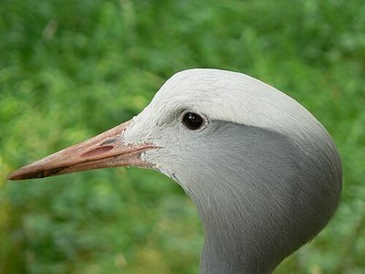 Edinburgh Zoo