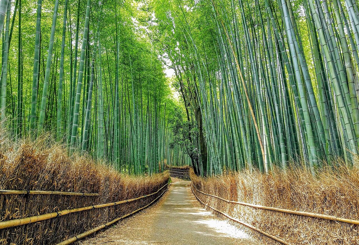 Bambuswald von Arashiyama