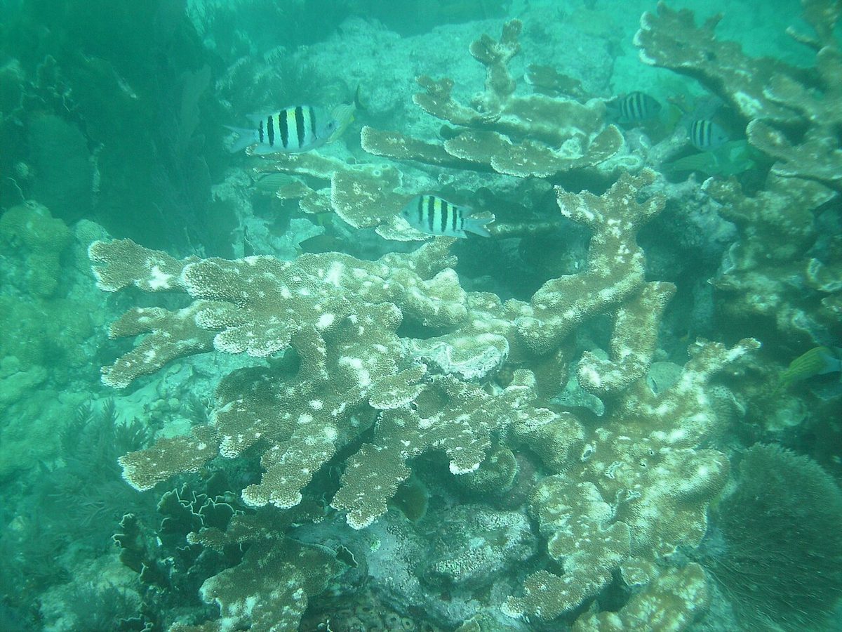 Key Largo: John Pennekamp Coral Reef State Park