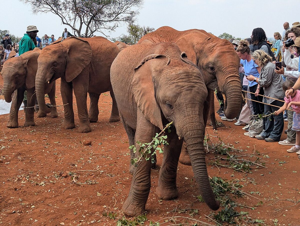 Elefantenwaisenhaus Sheldrick