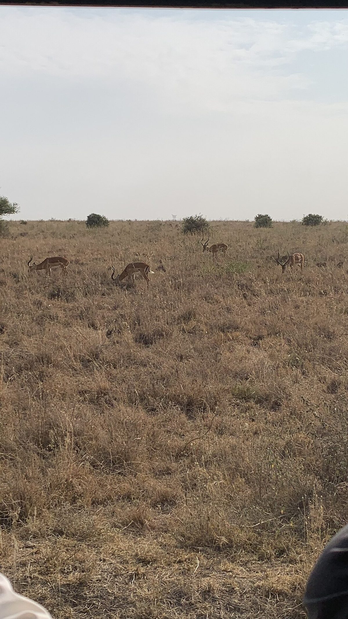 Nairobi-Nationalpark