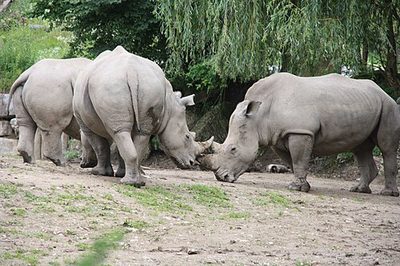Zoo Salzburg